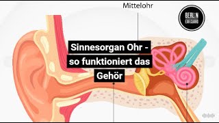 Das Ohr  Aufbau und Funktion des Gehörs  Schnell erklärt wie das Hören entsteht [upl. by Akemaj490]