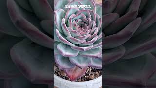 Echeveria Colorata suculents shortvideo plantas suculentas jardin garden cactus flowers [upl. by Streeter]