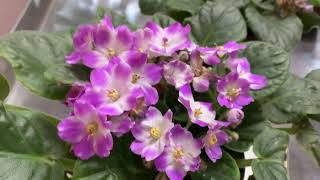 African violets  Saintpaulia General Care Guide Propagation Fertilization [upl. by Latsyc142]