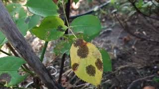 1 Rimedio naturale FUNGICIDA per le Rose TICCHIOLATURA [upl. by Tamar]