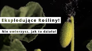 Zaskakujące Rośliny Które Eksplodują [upl. by Hareehat992]