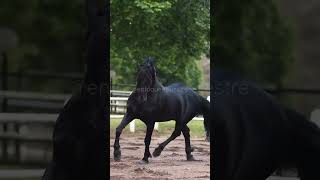 Frisón vs Gypsy Vanner ¿Cuál Prefieres shrots caballos horses [upl. by Enowtna]