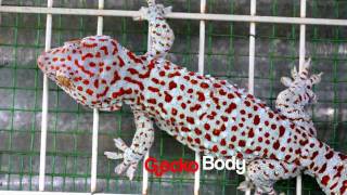 Tokay Gecko 33 Centimeters Long [upl. by Harpp]