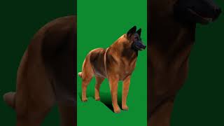 Belgian Shepherd Tervuren Dog shepherd dog animals 3d game pet nyilonelycompany [upl. by Kirstin915]