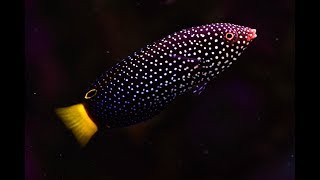 How to quarantine wrasses [upl. by Doloritas]