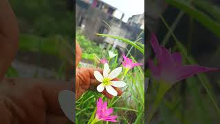 Rainlily Rosea Candida shorts trending trendingshorts status whatsappstatus india [upl. by Oruntha]