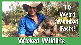 10 Things You Didnt Know About Wombats [upl. by Olenka]