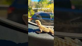 Bearded dragon edit beardeddragon beardeddragons [upl. by Ambrosio]