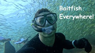 Baitfish at Kirra Reef [upl. by Edlun564]