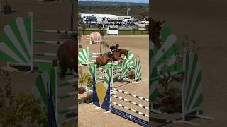 I no longer think showjumping should be a sport horse equestrian showjumping showjumper horses [upl. by Ynned546]