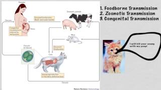 Toxoplasma gondii [upl. by Tania]