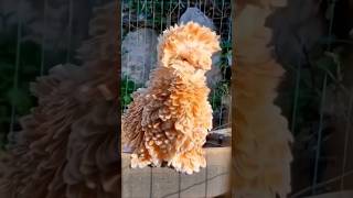 5 worlds most expensive chiken breeds 😱😱 shorts [upl. by Armitage]