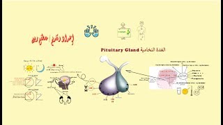 2 الغدة النخامية الهرمون المنشط لقشرة الغدة الكظرية ACTH [upl. by Delorenzo633]