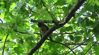 Robin UK Wildlife [upl. by Skipper91]