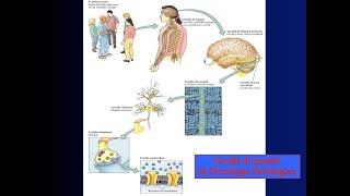 Introduzione alla Psicobiologia e Psicologia Fisiologica 2 [upl. by Lusa388]