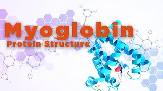 Myoglobin  Protein Structure [upl. by Philps]