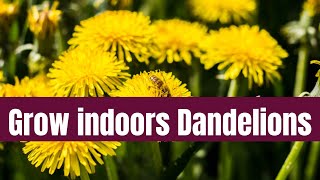 😲 Indoor Dandelion Gardening Easy Tips for Success [upl. by Lindi296]