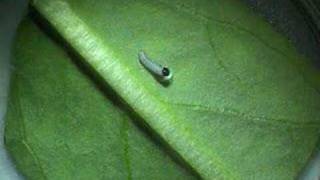 Monarch Butterfly eating egg Time Laps [upl. by Domella315]