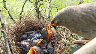 Wild Common Babbler Mom Baby Care Feeding and Nurturing birdsandbaby8259 [upl. by Fiester]