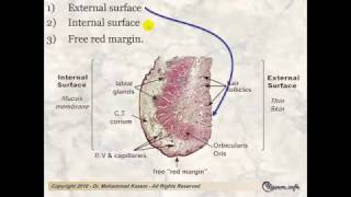 Histology of The Digestive System Part1 [upl. by Gherardi]