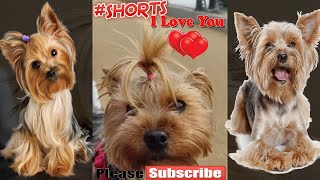 Yorkie Lucy time for a haircut Yorkshire terrier dog [upl. by Ettenrahs]