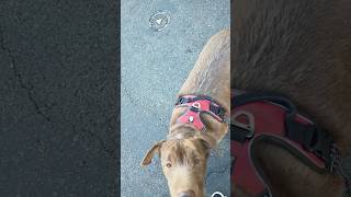 Meeting a Friendly Dog on a Walk [upl. by Baggett]