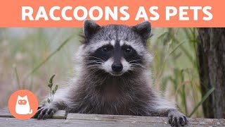 Is It LEGAL to Keep RACCOONS AS PETS ❌ What CARE Do They Need [upl. by Alram]