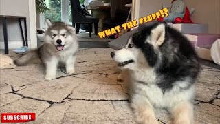 Giant Alaskan Malamute Reacts To New Puppy So Cute [upl. by Kathryn44]