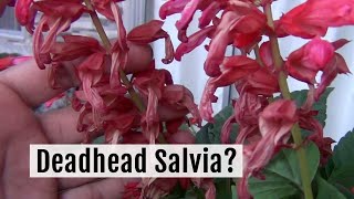 How to Deadhead or Prune Salvia the Right Way [upl. by Asamot294]