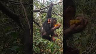 my new chimpanzee eating mango [upl. by Bik720]