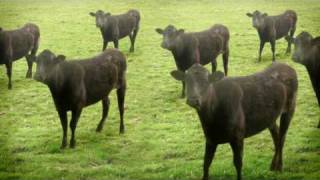 cows amp cows amp cows [upl. by Ellswerth726]