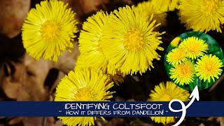 Identifying Tussilago  Coltsfoot vs Dandelion [upl. by Nie]