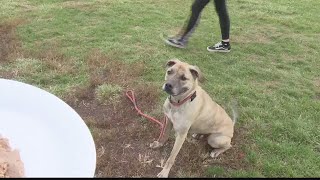 Hancock County Animal Shelter celebrates National Adopt a Senior Pet Month and shares story of one [upl. by Alice]