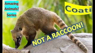 Coati facts 🦝 Coatimundi facts 🦝 size of a large house cat 🐈 [upl. by Htessil]