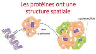 Les protides [upl. by Kobe]