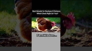 Best Breeds for Backyard Chickens – Which One’s Right for YouBackyardChickens ChickenBreeds Farm [upl. by Ognimod]