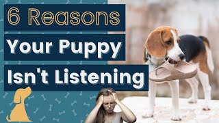 Puppy Training  What To Do When Puppy Won’t Listen [upl. by Ailuj]