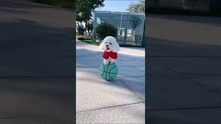 Funny pet videosdogcatpetsanimalsBest funniest animal videos of the week2024kittenfunny cat [upl. by Aili]