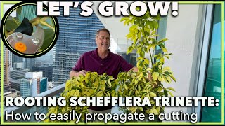 PROPAGATING A SCHEFFLERA How to root a schefflera trinette umbrella plant from a cutting [upl. by Niraa]