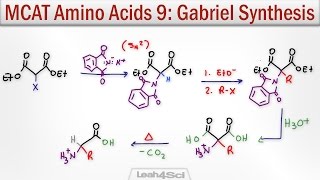 Gabriel Malonic Ester Synthesis of alpha Amino Acids [upl. by Junius]