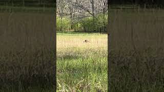 SPRING TURKEY Season Is Here… FINALLY hunting turkey turkeyhunting [upl. by Ahsyt]