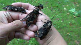 SQUEAKY Deathshead Hawkmoths Acherontia atropos SOUND [upl. by Affrica]