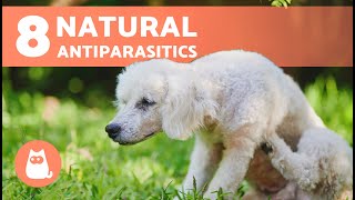 8 NATURAL DEWORMERS for DOGS 🐶✅  Do They Work [upl. by Wilkie]