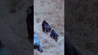 Gorillas being released for the first time ❤️ [upl. by Blair]