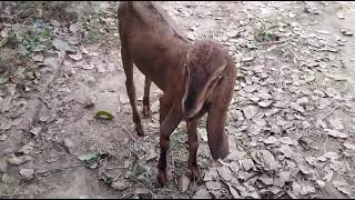 Bakri For Sale  animals shortvideo short animation pakistan [upl. by Inaflahk]