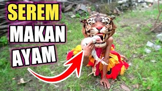 SEREM BARONGAN MACAN MAKAN AYAM SAMPAI BEGINI🤔😯 [upl. by Eednam]