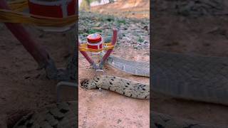 saamp ko Bil Se Kaise pakde snake handtrap pestcontrol wildlife culex cockroachtheatre [upl. by Centonze2]