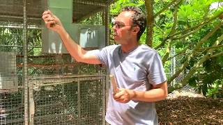 Secret To Breed Parrots  Expert Advice breeding birds [upl. by Marko]