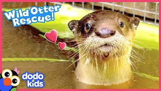 Cuddliest Baby Otter Walks Right Up To Family To Ask For Help  Rescued  Dodo Kids [upl. by Dyanne]