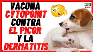 CYTOPOINT LOQUIVETMAB 🔴 VACUNA CONTRA LA DERMATITIS ATÓPICA Y EL PICOR EN LA PIEL DE LOS PERROS [upl. by Seroled]